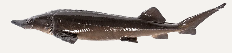 Baerii Caviar