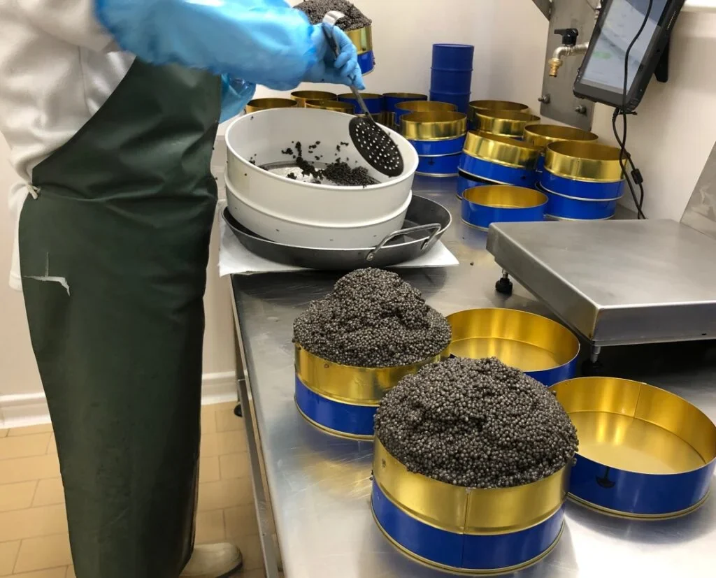鱼子酱加工工艺