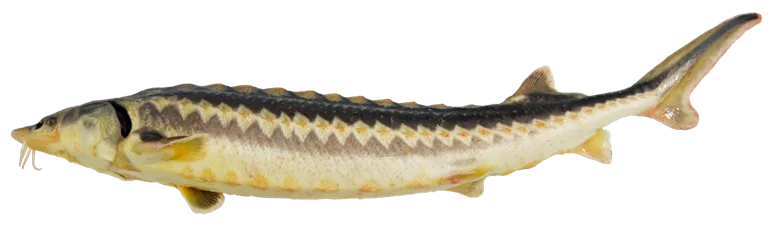 Oscetra Caviar