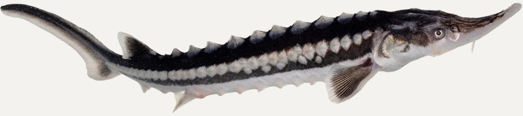 Sevruga Caviar (Acipenser stellatus)