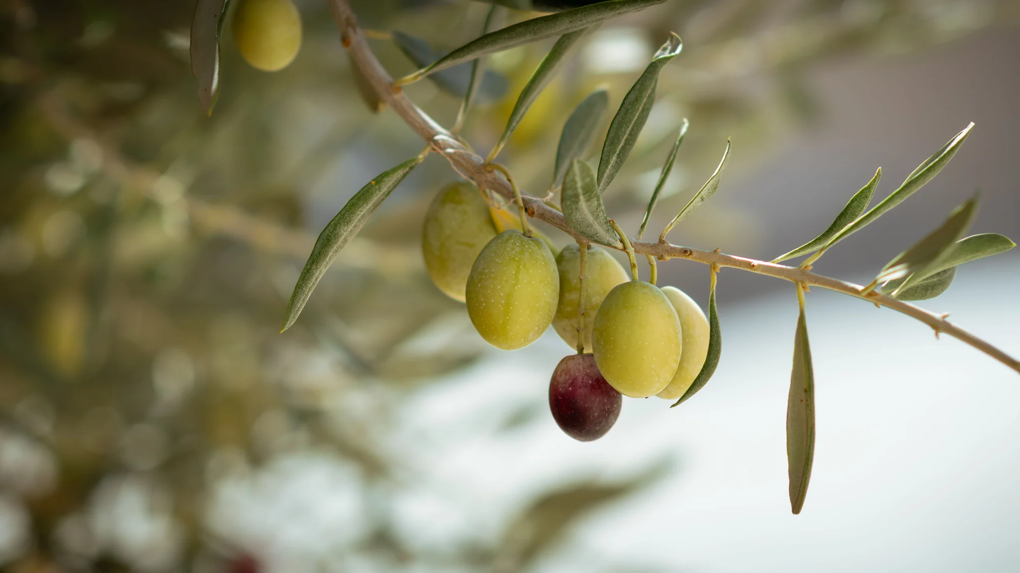 The Story of Italian Extra Virgin Olive Oil: From Mediterranean Staple to Regional Craft