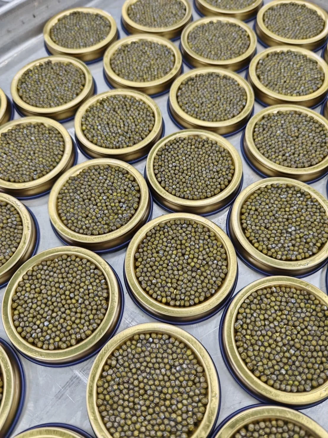 整齐排列的鱼子酱成品罐